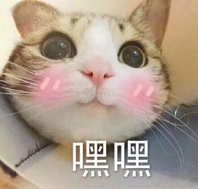 表情 猫咪 