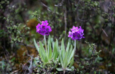 紫花雪山报春