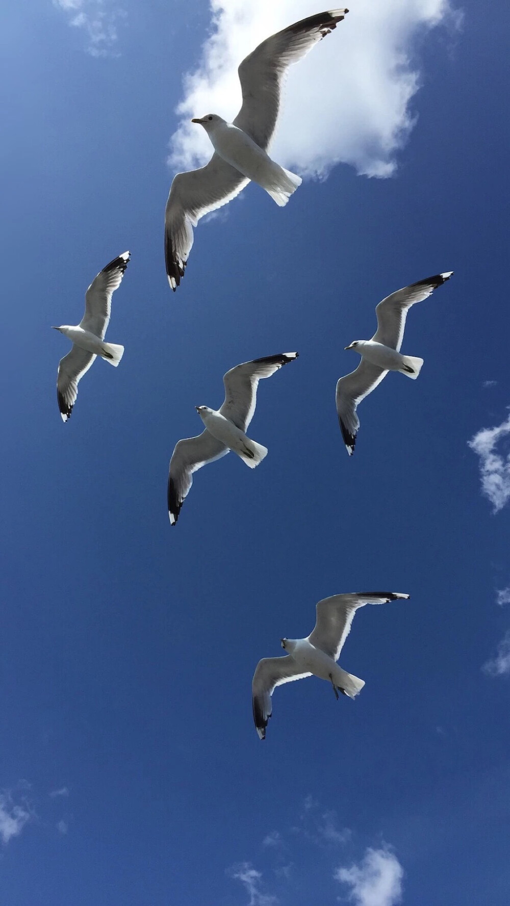 蓝天白云和飞鸽的图片图片