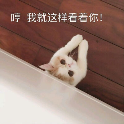 关于喵星人的表情包