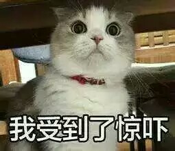 关于喵星人的表情包