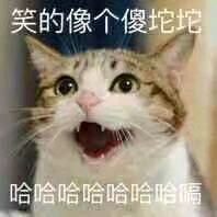 关于喵星人的表情包