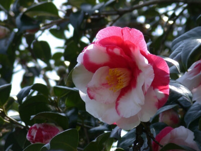 春暖花开（十六、山茶花）