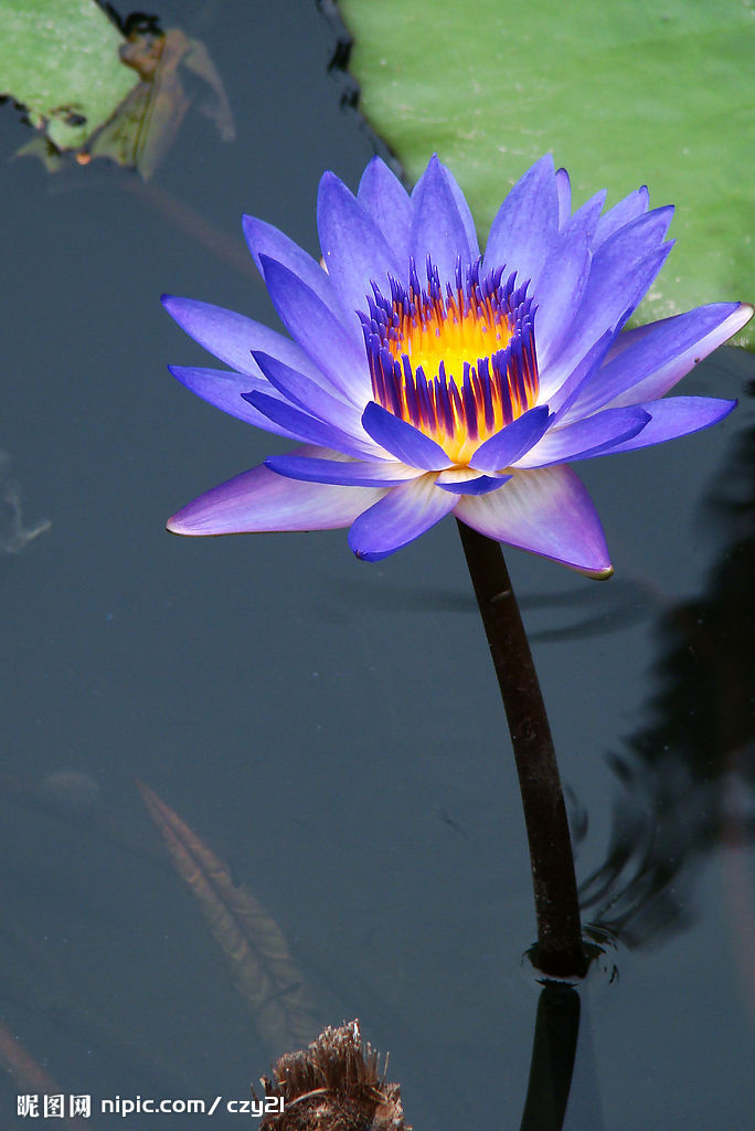 埃及蓝睡莲（学名：Nymphaea caerulea Savigny）：是多年生水生草本；根状茎肥厚。叶卵圆形，浓绿色，叶背暗紫色，浮于水面，傍晚开花，午前闭合，花有香气。喜高温，原产于北非及墨西哥。栽培供观赏。