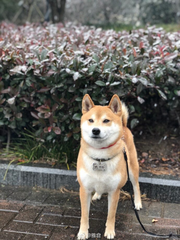 ◎又下雪了 ❄️￣ ​​​​