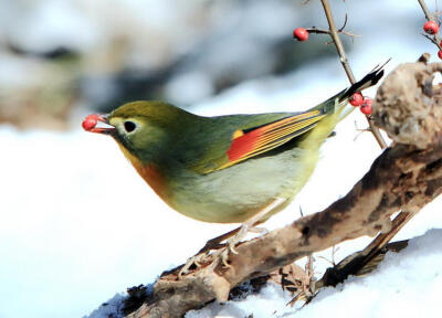 相思鸟（Silver-eared Mesia 学名：Leiothrix）别名红嘴玉、红嘴绿观音、恋鸟，在西方叫“乃丁格”（情鸟）。隶属鹟科、画眉亚科、相思鸟属，栖息于平原及海拔1000米的小丘，活动于常绿阔叶林、灌丛和竹丛间。
相思…