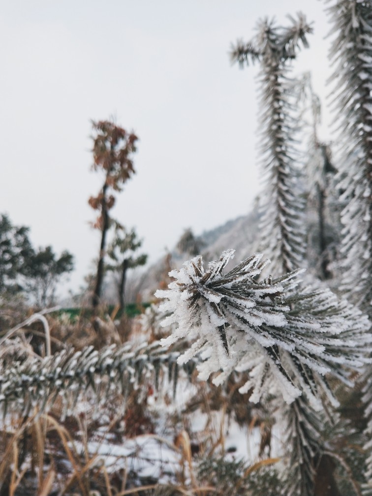 雪