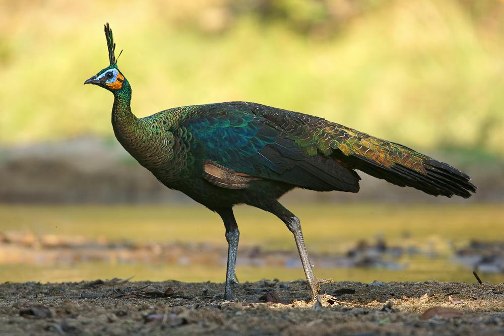 绿孔雀（学名：Pavo muticus）大型鸡类，体长180~230厘米。雄鸟体羽为翠蓝绿色，头顶有一簇直立的冠羽，下背翠绿色而具紫铜色光泽。体后拖着长达1米以上的尾上覆羽，羽端具光泽绚丽的眼状斑，形成华丽的尾屏，极为醒目。雌鸟不及雄鸟艳丽，亦无尾屏。栖于沿河的低山林地及灌丛。雄鸟有精彩表演，向雌鸟炫耀开启的尾屏。