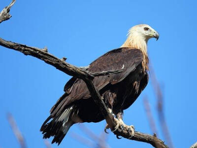 玉带海雕（学名：Haliaeetus leucoryphus）为隼形目鹰科海雕属的鸟类，是一种大型猛禽，国家重点保护动物。全身呈棕色，分布于里海和黄海中间的地区、从哈萨克斯坦到蒙古国、从喜马拉雅山脉到印度北部等的亚洲中部地…