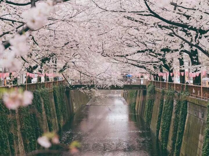 樱花日本