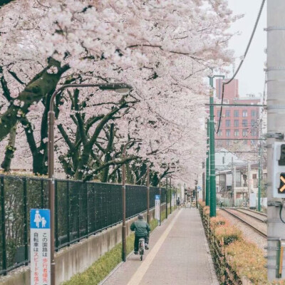 樱花日本