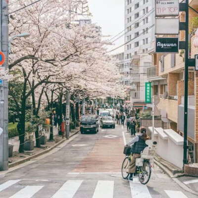 樱花日本