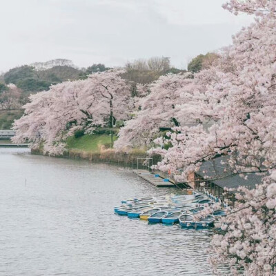 樱花日本