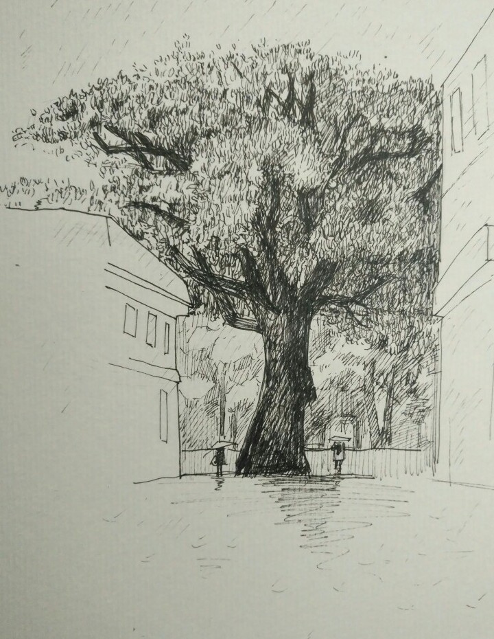 榕树画素描画图片