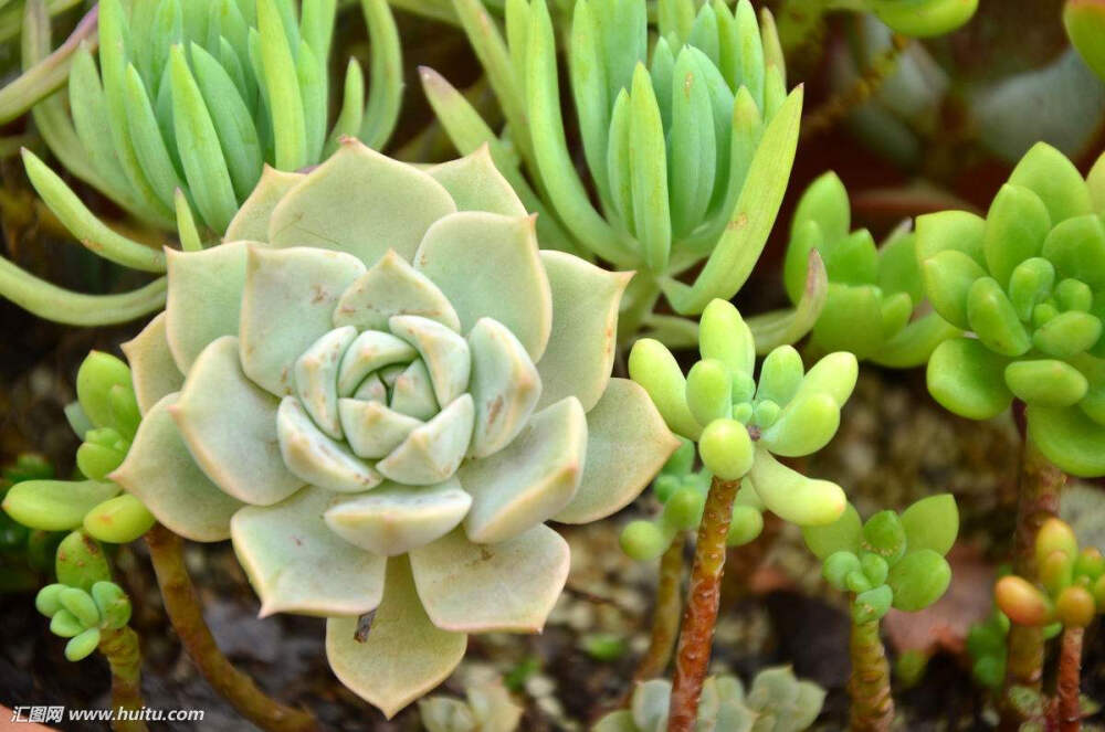 宝石花，一类多肉植物的统称。正名：石花，别名：石莲花、石胆草、粉莲、胧月、初霜，民间泛指莲花座造型的多肉植物。例如冬美人、玉蝶、胧月、黑王子、桃美人等等。