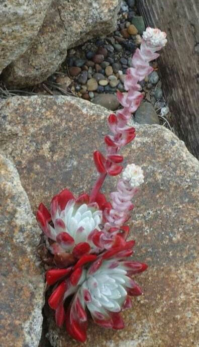 法瑞诺莎（Dudleya farinosa (Lindley) Britton & Rose）又名初霜、御剑、流丹白豪、苹果叶仙女杯，是隶属于景天科仙女杯属的多肉植物。拉丁文种加词意为“具白霜的”。