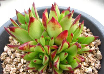 魅惑之宵（Echeveria agavoides ‘Red Edge’）是景天科拟石莲花属的多肉植物。叶片莲座型密集排列，底座粗壮，茎干随着生长而逐渐长粗，叶片广卵形至散三角卵形，叶面光滑不易积水，背面突起微呈龙骨状，叶片先端急…