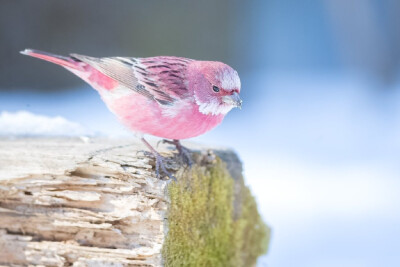 「rosefinch」雪に咲く一輪の薔薇