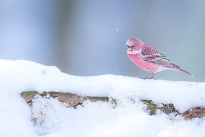 「rosefinch」雪に咲く一輪の薔薇