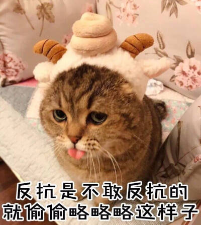 表情包 可爱 喵星人