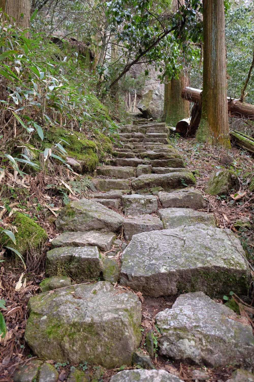 临安天目山