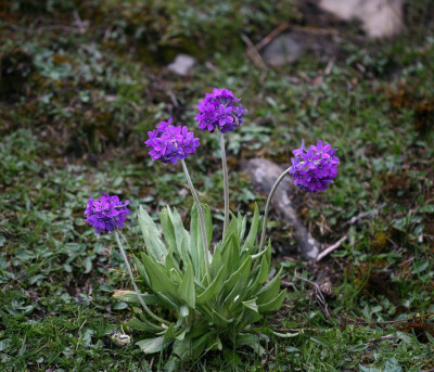 紫花雪山报春