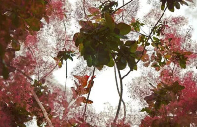 黄 栌
Smokebush
植物界把它叫做「烟树」，花艺师又叫它们「烟花」「云雾的世界」…它像雾像云又像风，简直浪漫的没边。