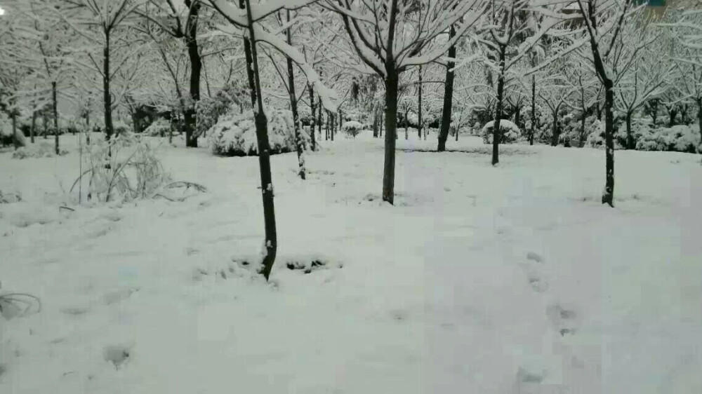 昔去雪如花，今来花似雪