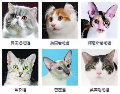 猫的种类哈哈哈哈