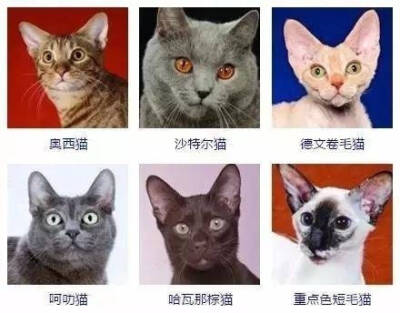 猫的种类哈哈哈哈