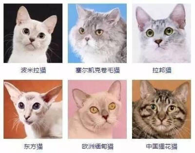 猫的种类哈哈哈哈