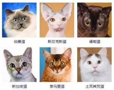 猫的种类哈哈哈哈