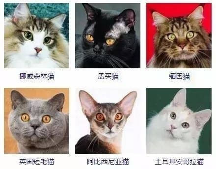 猫的种类哈哈哈哈