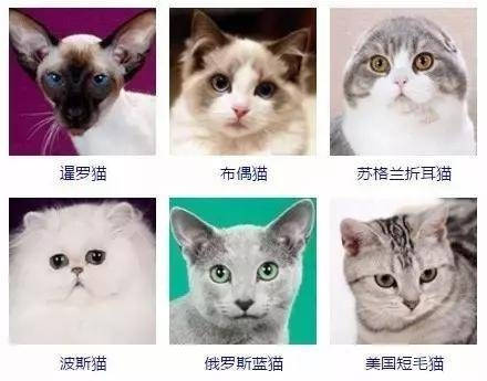 猫的种类哈哈哈哈