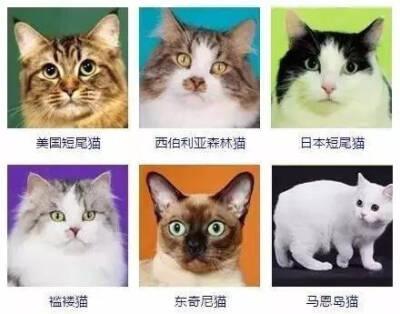 猫的种类哈哈哈哈