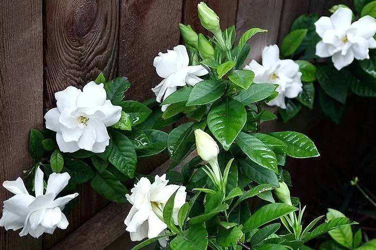 栀子花（学名：Gardenia jasminoides），又名栀子、黄栀子，龙胆目茜草科。属茜草科，为常绿灌木，枝叶繁茂，叶色四季常绿，花芳香，为重要的庭院观赏植物。单叶对生或三叶轮生，叶片倒卵形，革质，翠绿有光泽。浆果卵形，黄色或橙色。