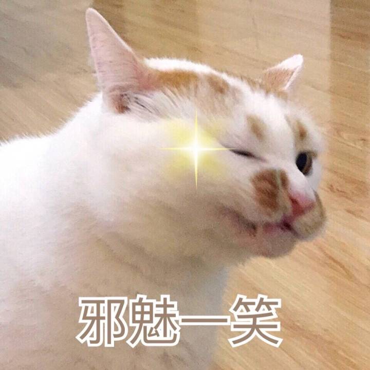 猫猫表情包