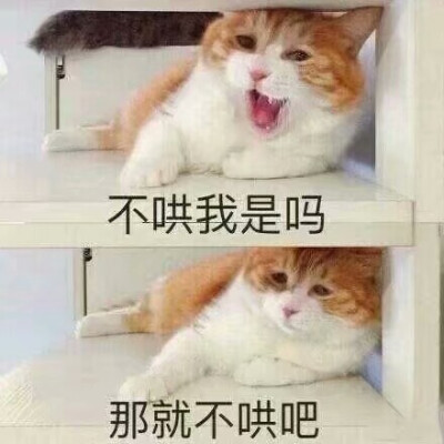 某著名网黄猫日