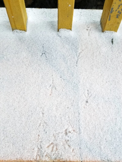 雪地上麻雀的爪印