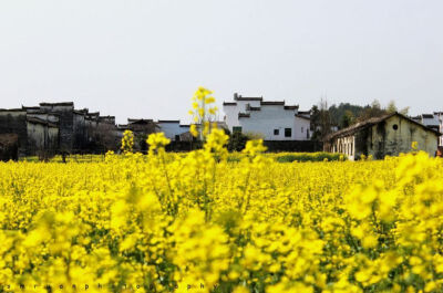 当万顷油菜花盛开在青山绿水古村间，绽放在白墙黛瓦马头墙下，金黄在典雅的民居、石径、廊桥畔，全然一派水墨丹青的景象浮在眼前。