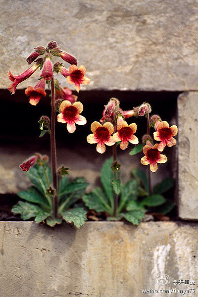 #植物# #生态# #摄影#