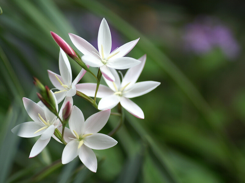 #植物# #生态# #摄影#