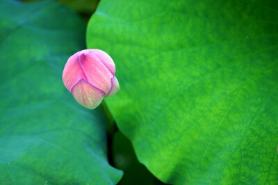 #植物# #生态# #摄影#