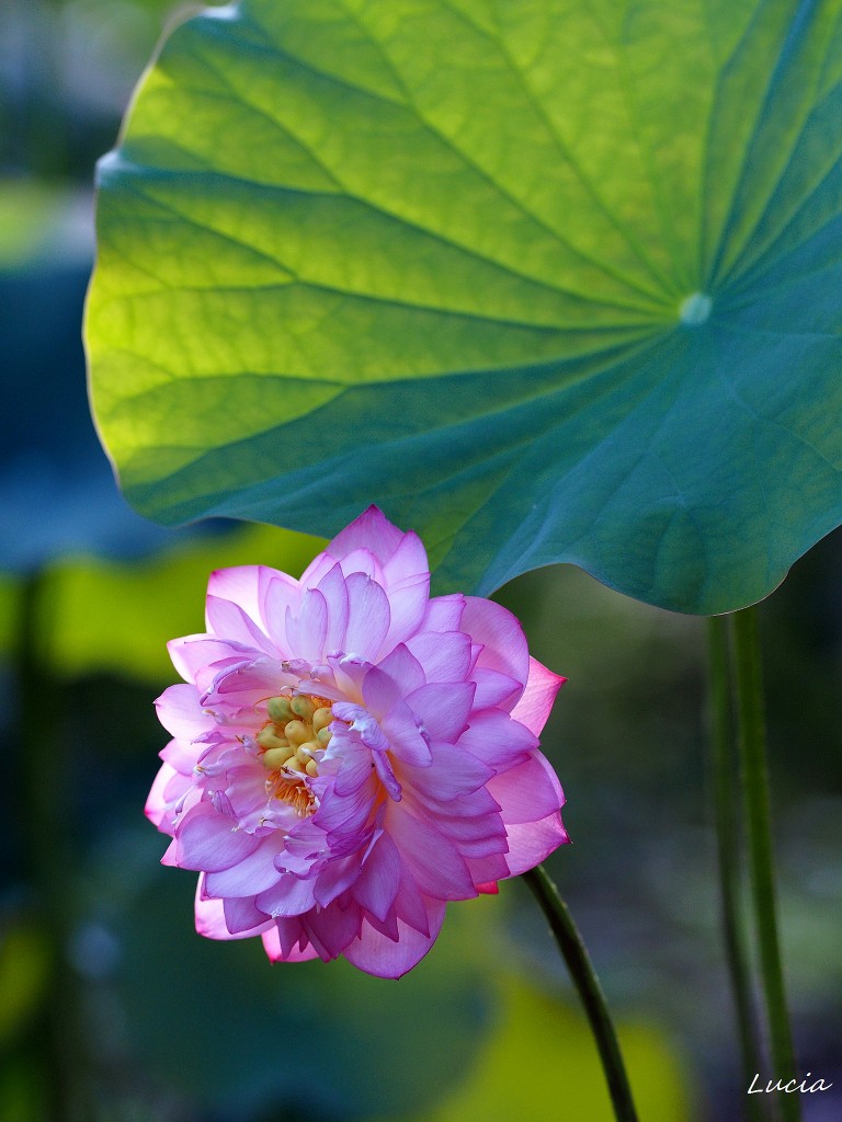 #植物# #生态# #摄影#