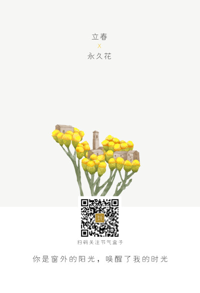 节气盒子｜立春x永久花：你是窗外的阳光，唤醒了我的时光