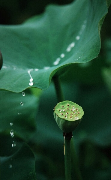 #植物# #生态# #摄影# #荷#