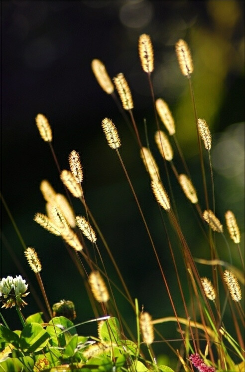 #植物# #生态# #摄影#