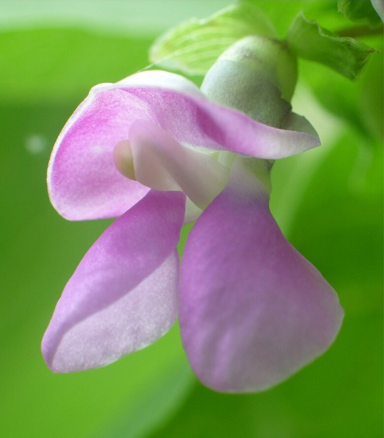 #植物# #生态# #摄影#