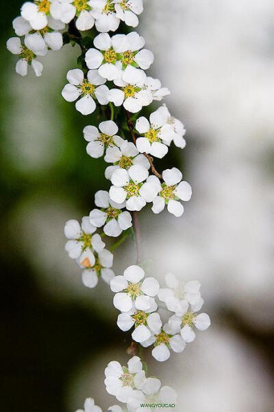 #植物# #生态# #摄影#