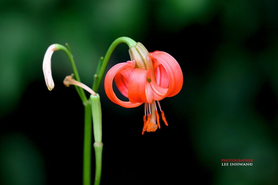 #植物# #生态# #摄影#